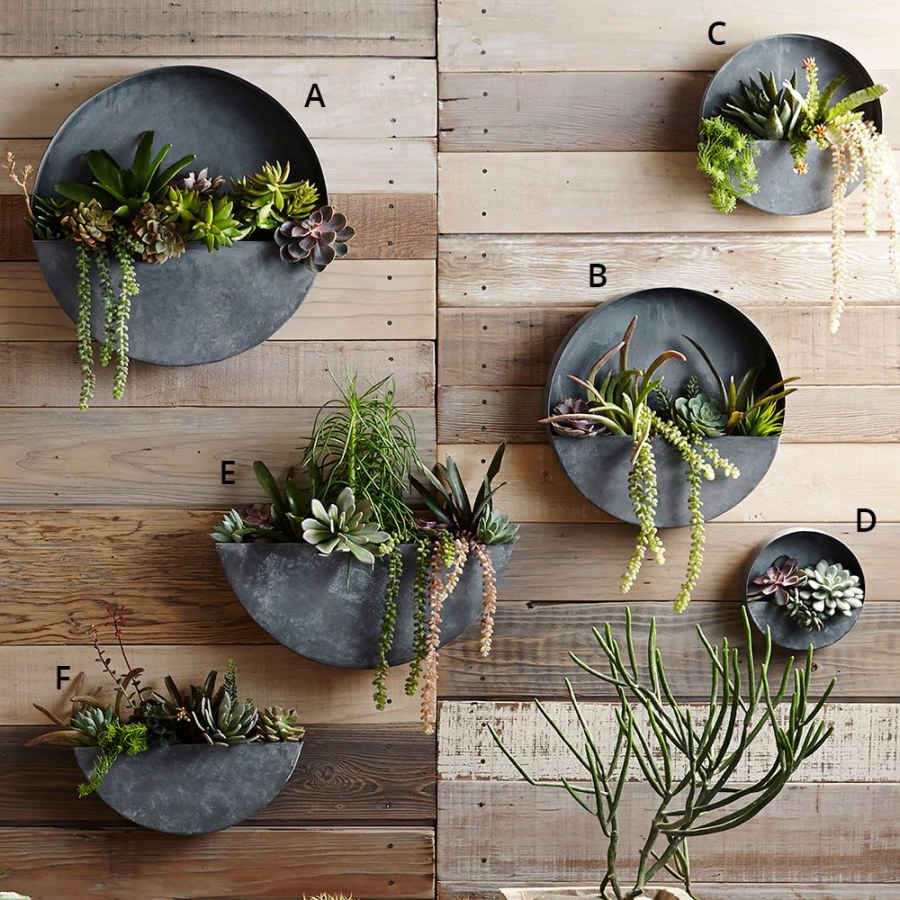 Суккуленты лофт