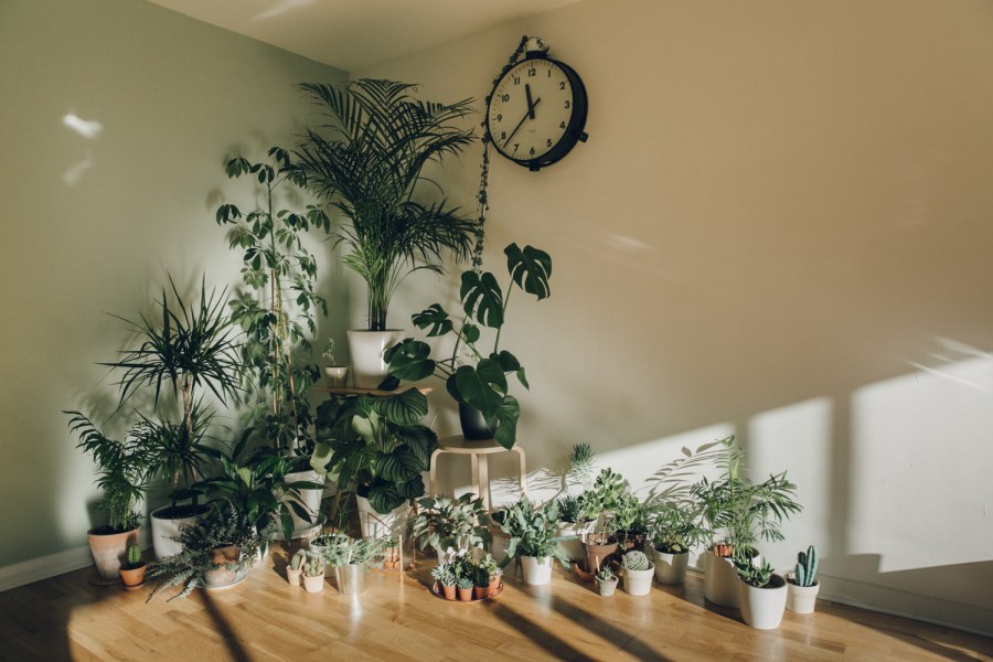 Комнатные растения в интерьере школы