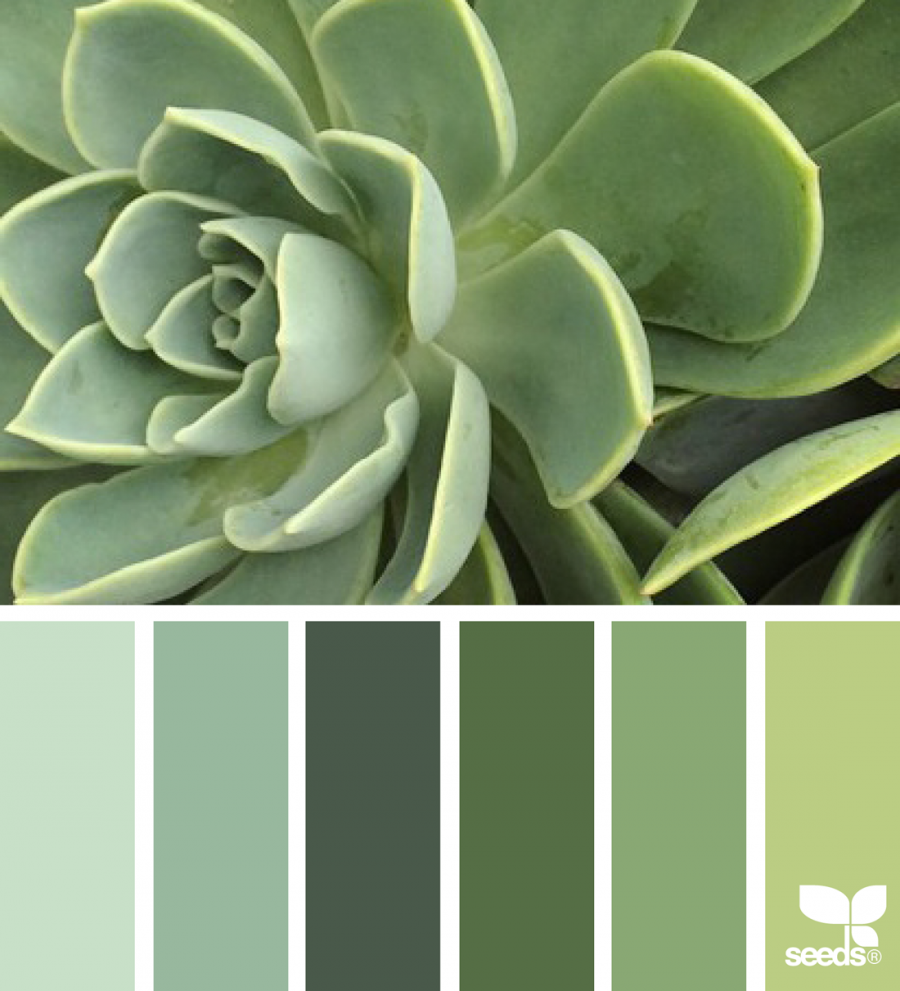 Tone green. Seeds Color Palette изумрудный. Эмеральд Грин цвет. Палитра шалфей селадон олива. Олива Грин цвет.