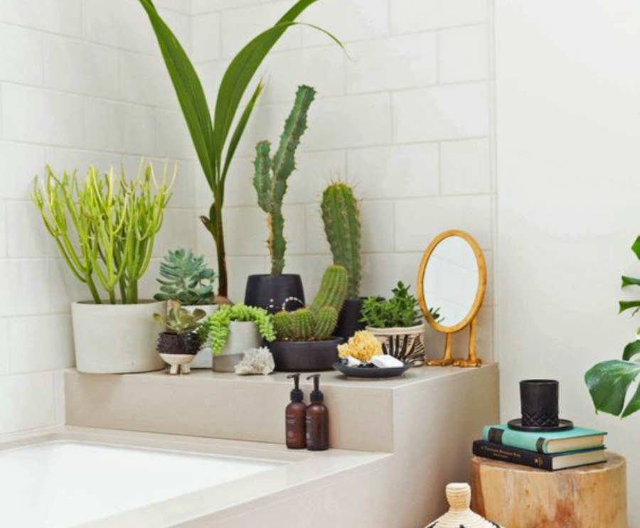 Комнатные растения в ванной комнате