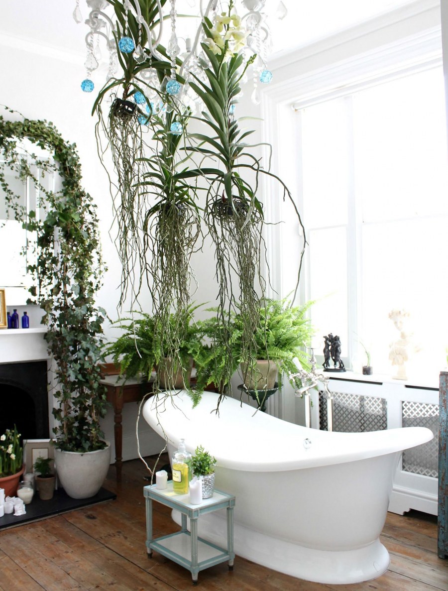 Комнатные растения в ванной комнате