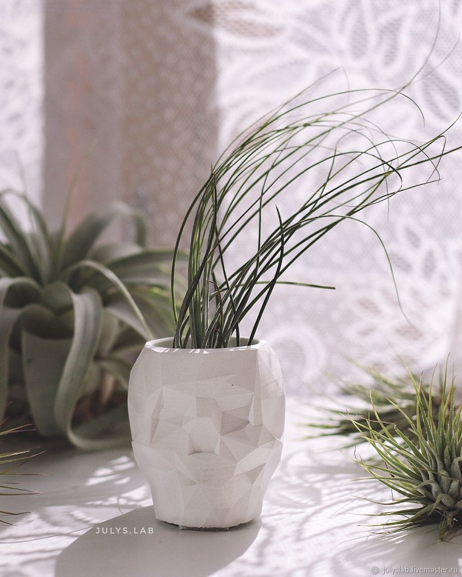 Тилландсия в горшке