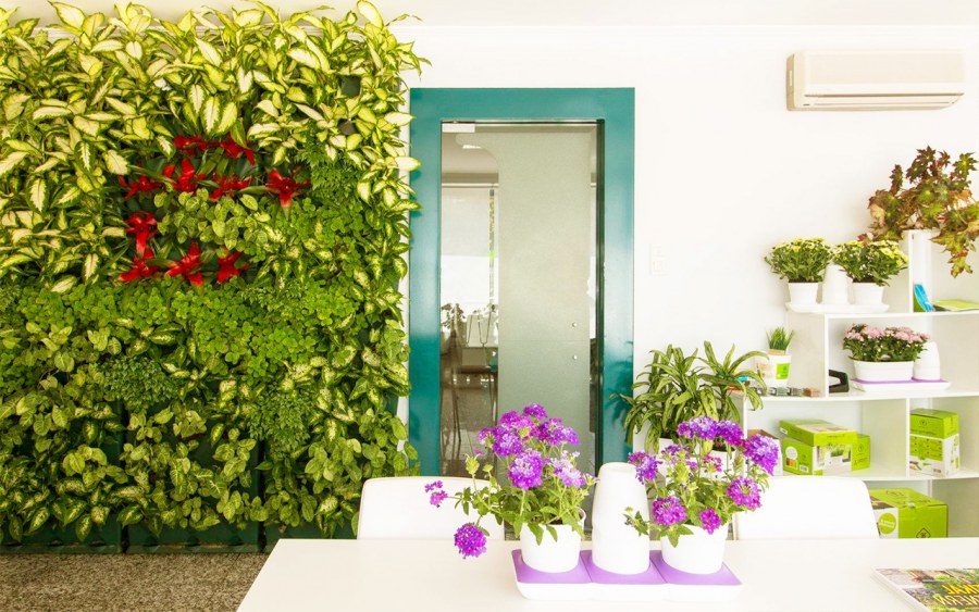 Хлорофитум вертикальное Озеленение