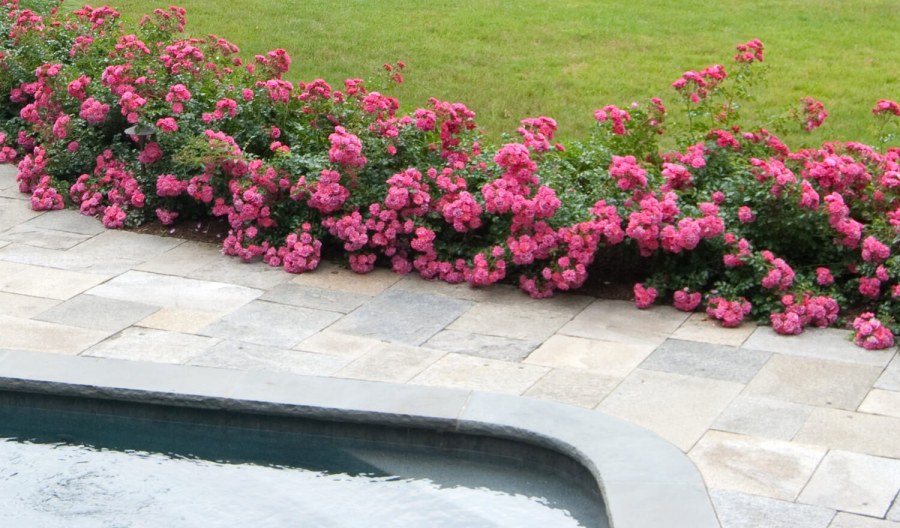 Роза Соренто почвопокровная