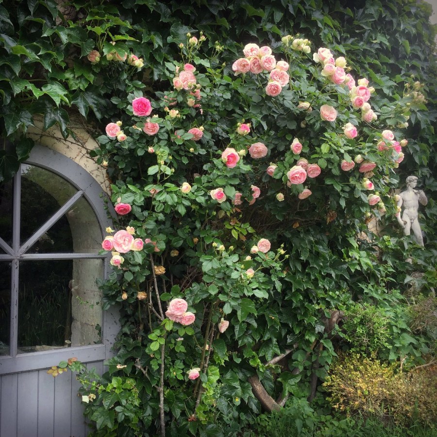 Роза Пьер де Ронсар