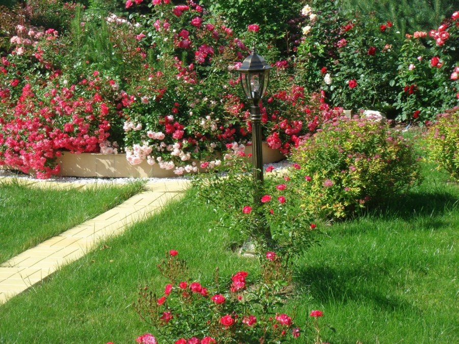 Розовые сады Подмосковья