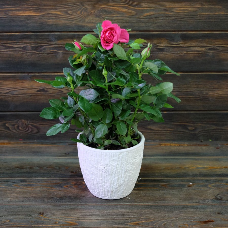 Роза патио Регина