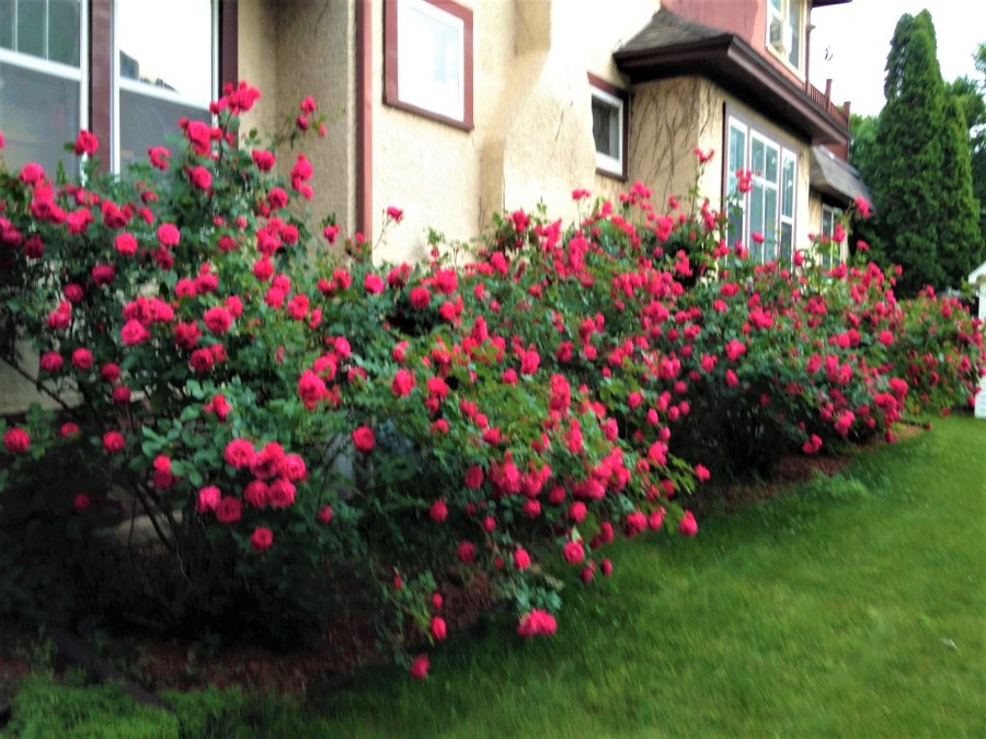 Канадская роза Alexander Mackenzie