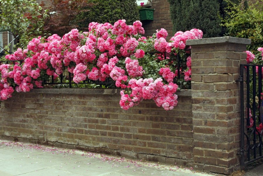 Роза плетистая Розариум