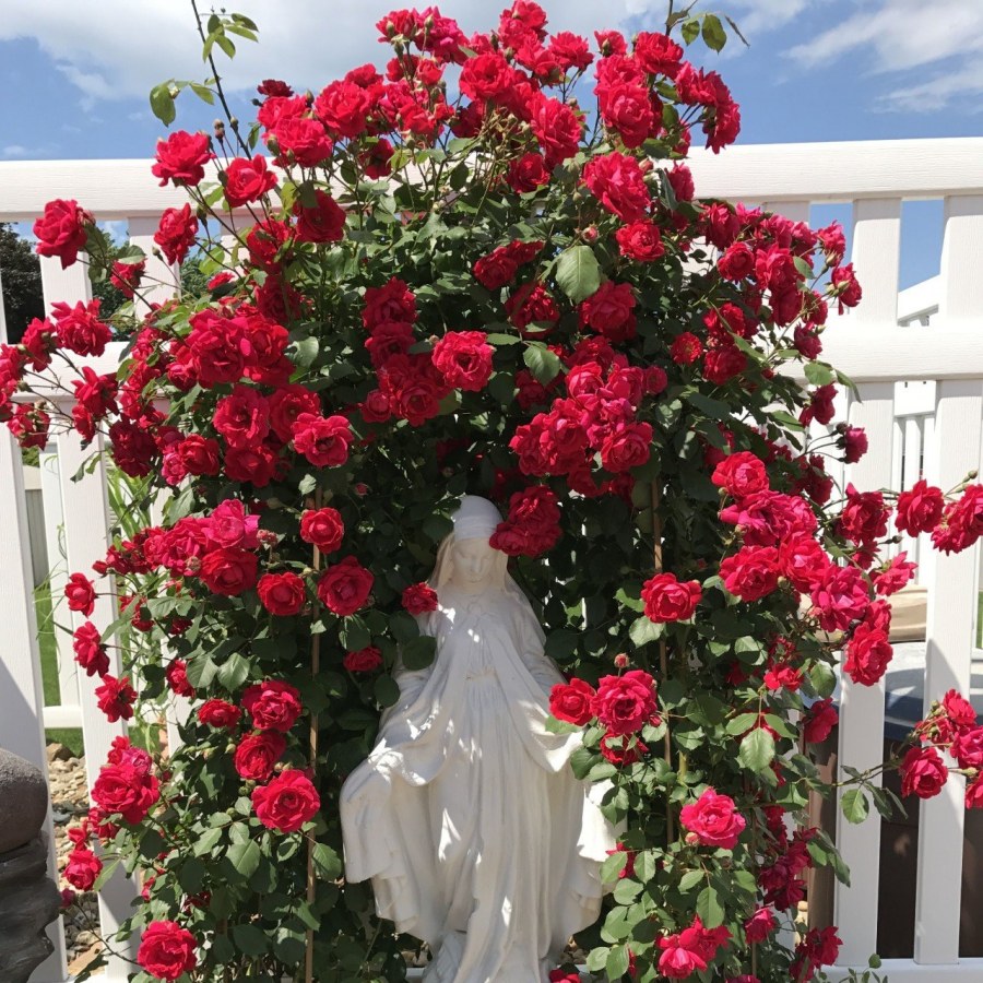 Роза плетистая Сантана арка