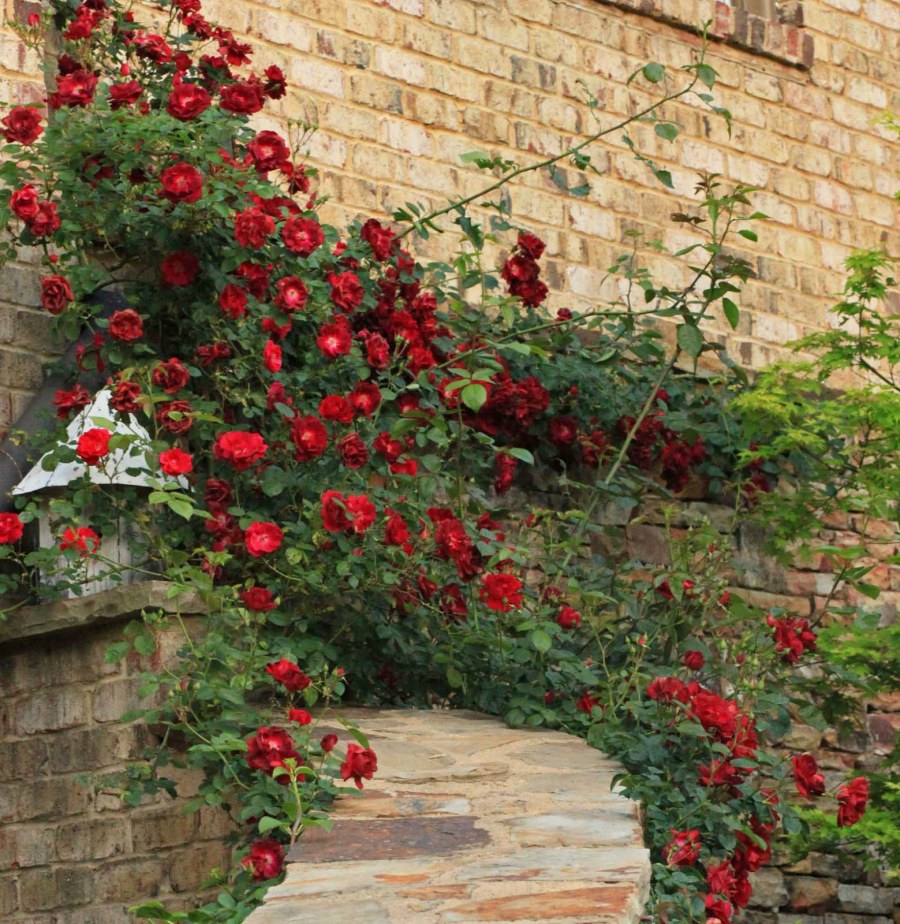 Роза Мирабель плетистая