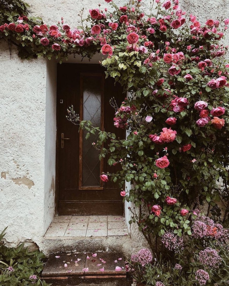 Ползучий Бенуа роза