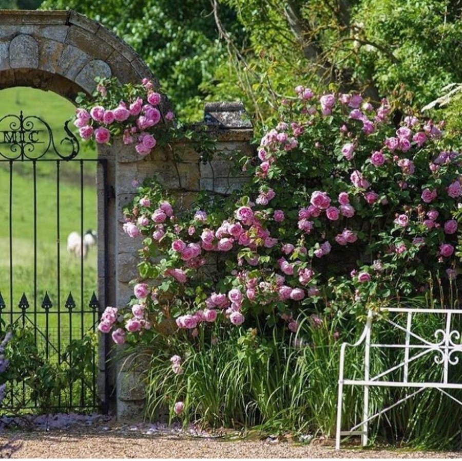 Плетистые розы сады Англии