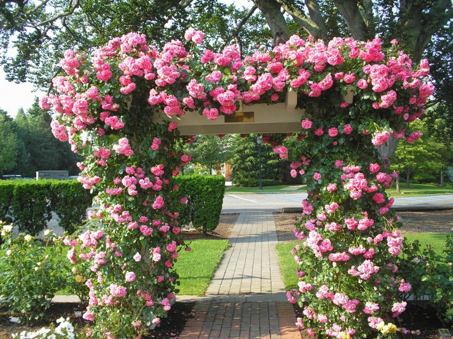 Камелия плетистая арка