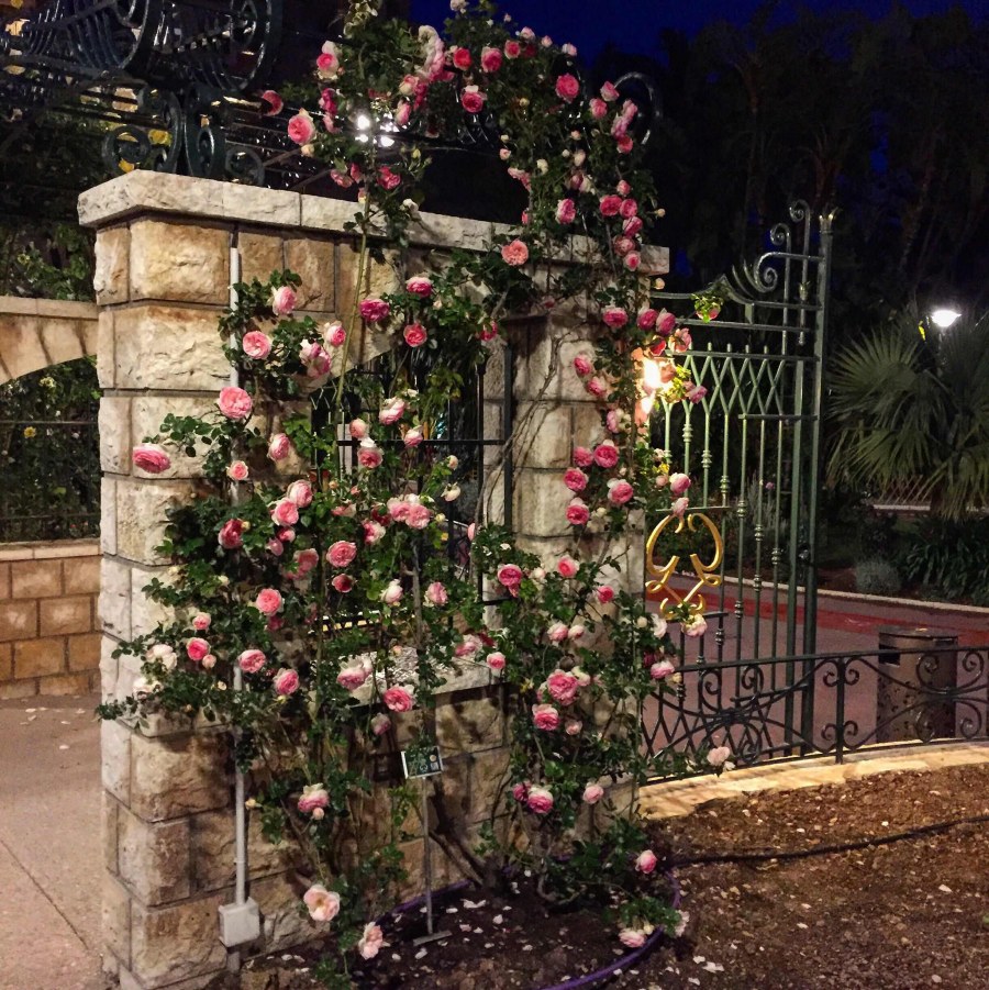 Роза сальмонсар