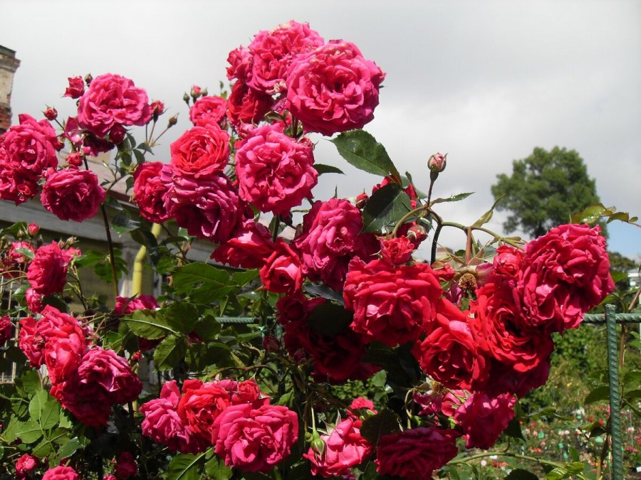 Роза Аркадия плетистая