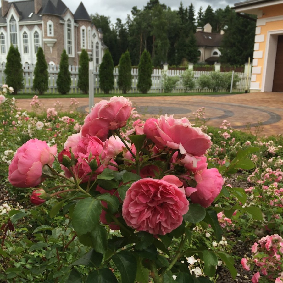 Роза шраб Боскобель