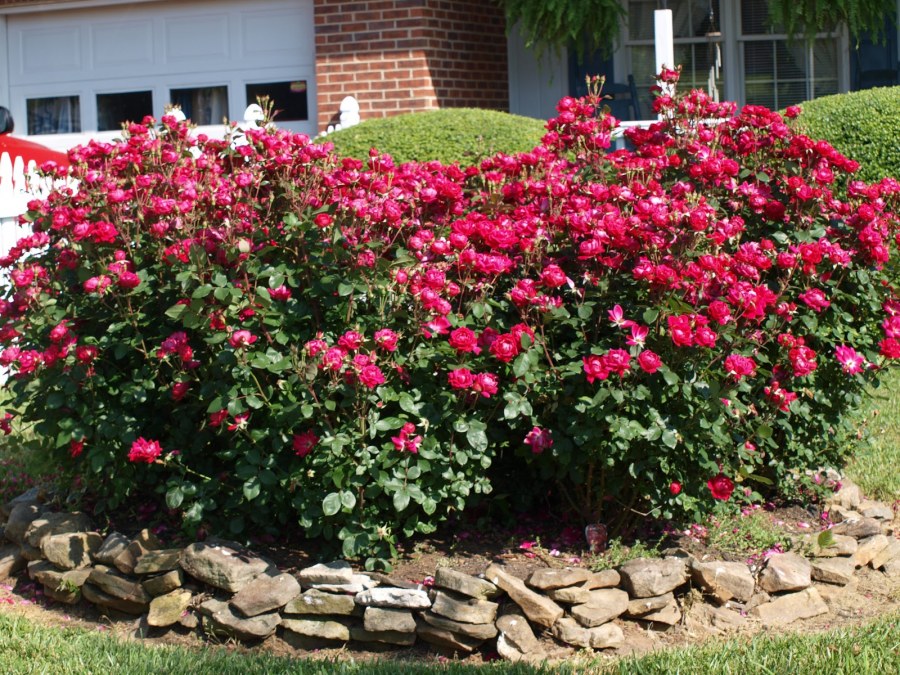 Роза Парковая нокаут