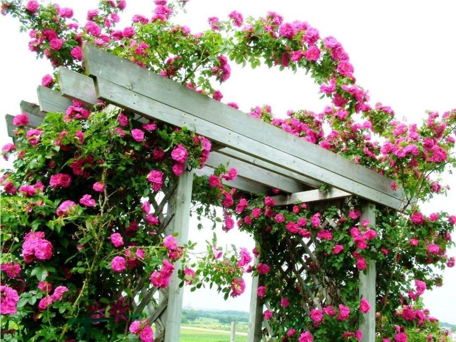 Ideas for Climbing Rose