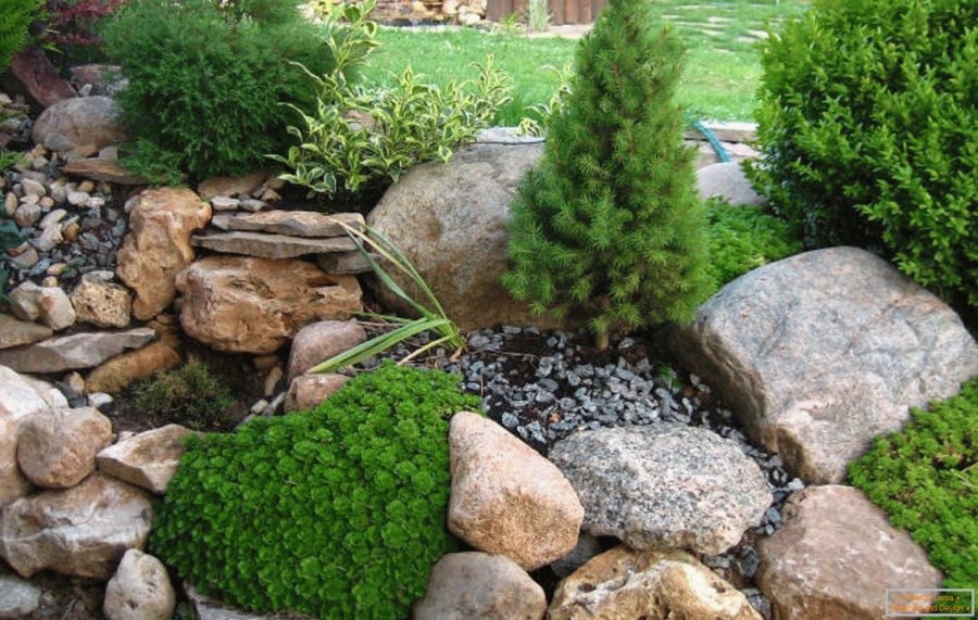 Кизильник рокарий