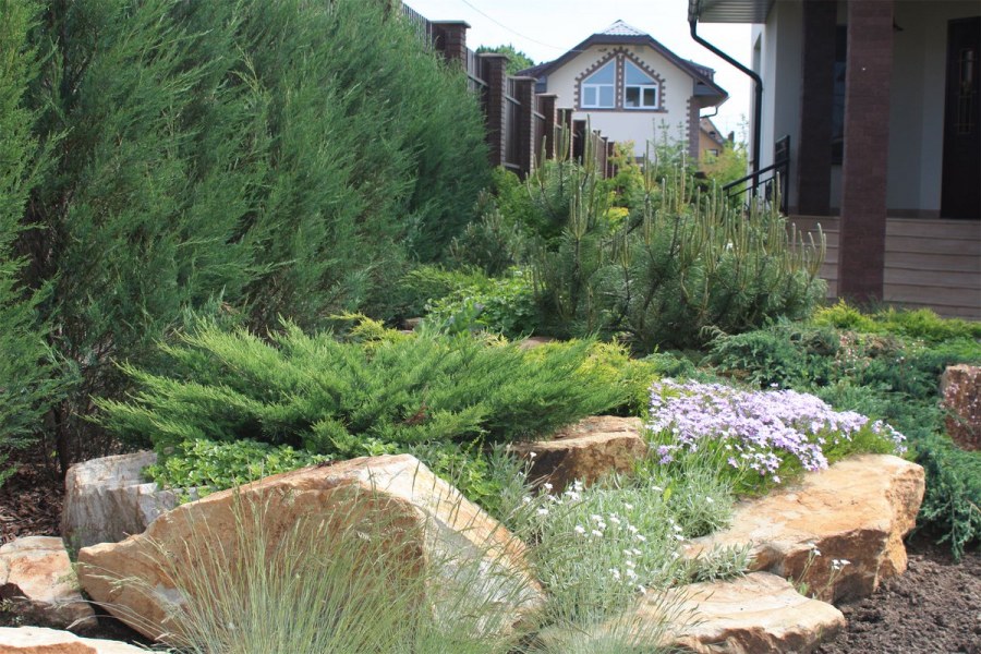 Композиция сосна Горная можжевельник бадан