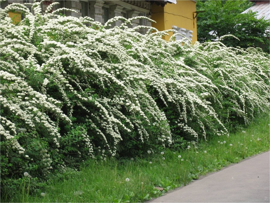 Спирея японская Грефшейм