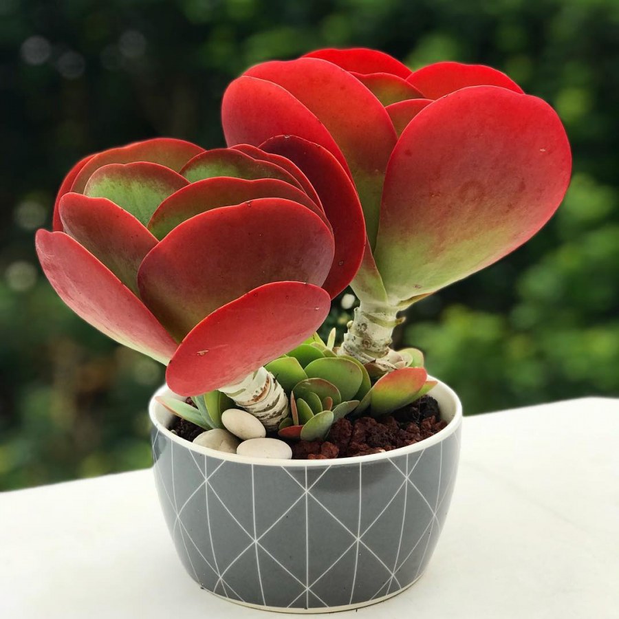 Kalanchoe Турсифлора