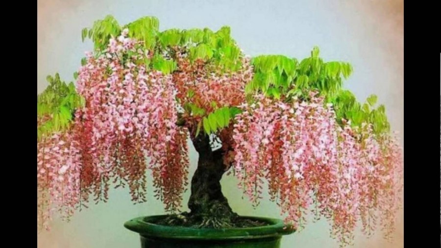 Красивый комнатный цветок в подарок