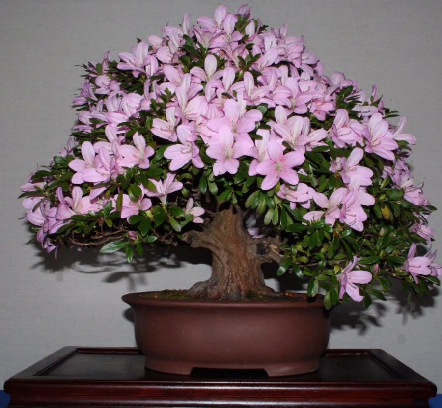 Азалия рододендрон дерево