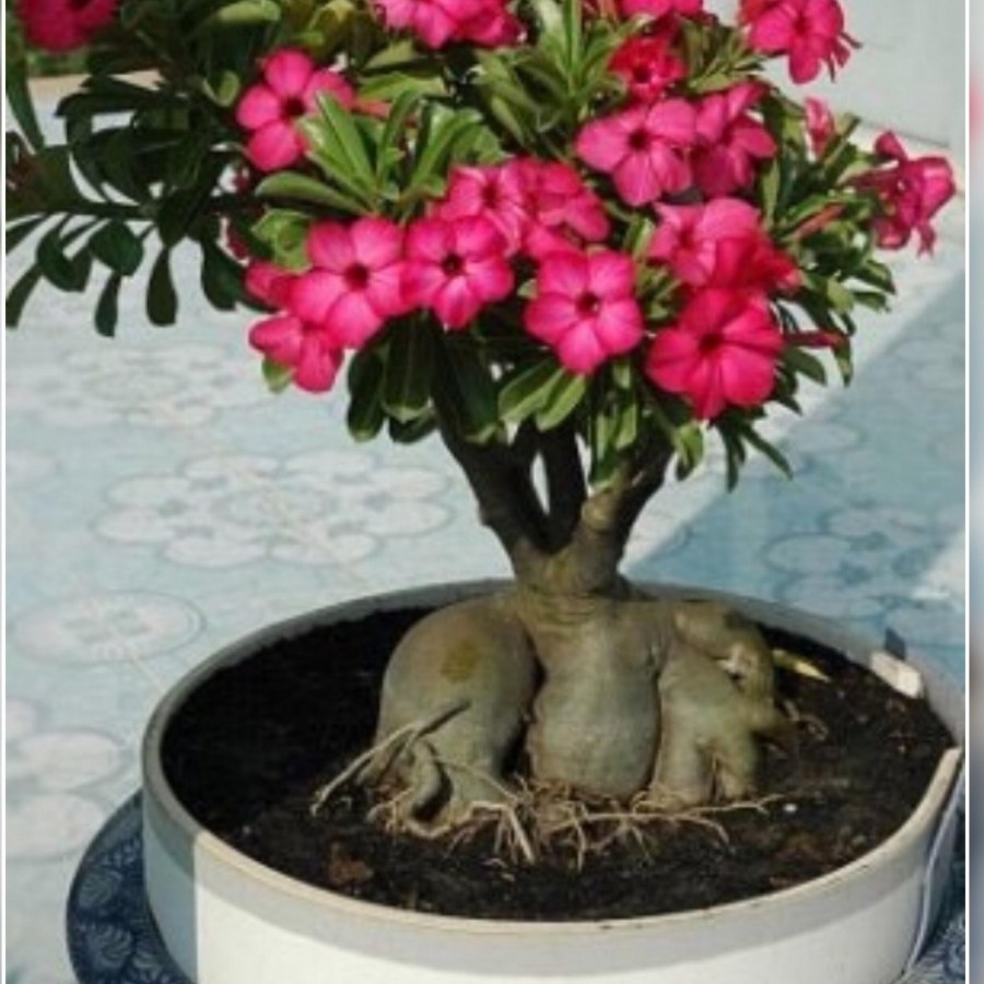 Глициния бонсай