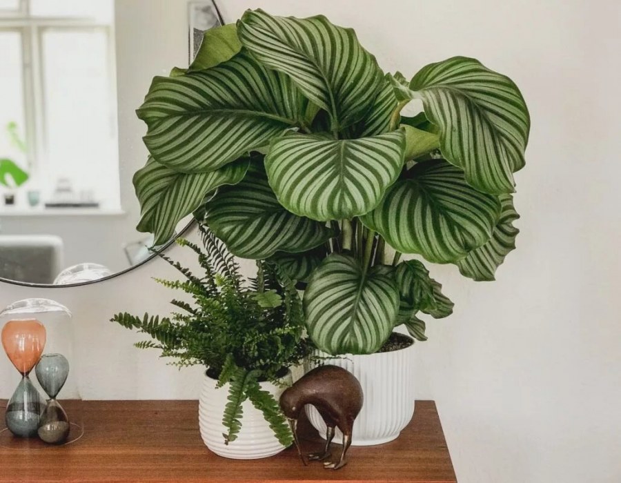 Японская Камелия Цубаки