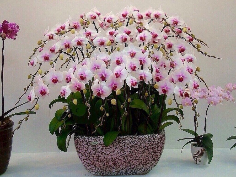 Фуксия Hermienna