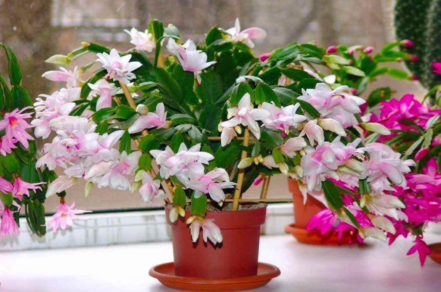 Зигокактус шлюмбергера