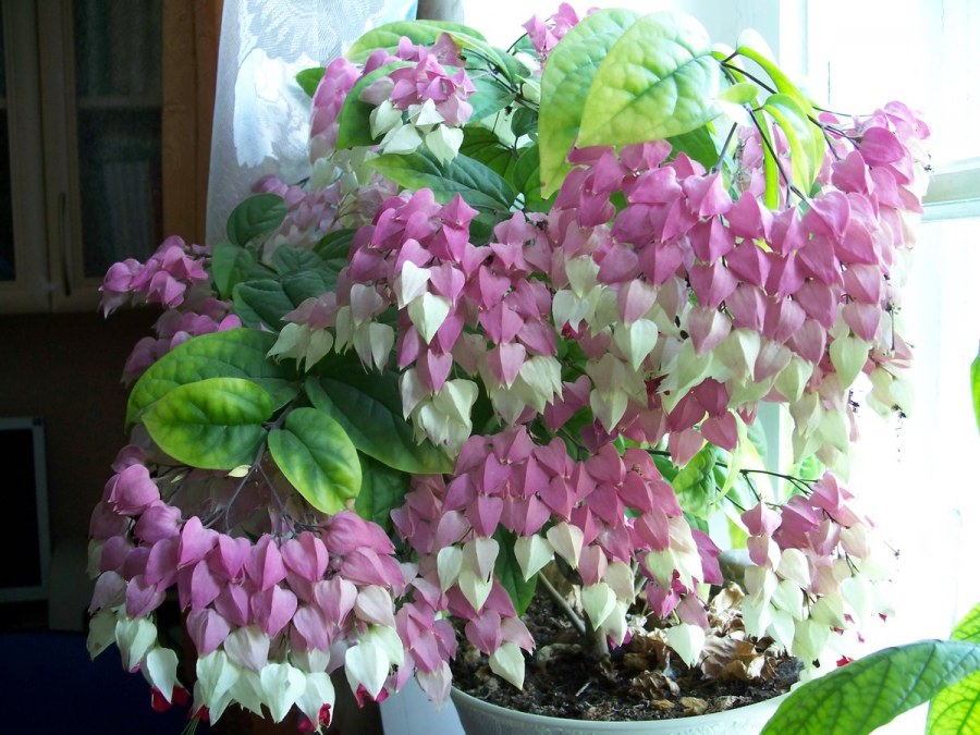 Адениум роза пустыни