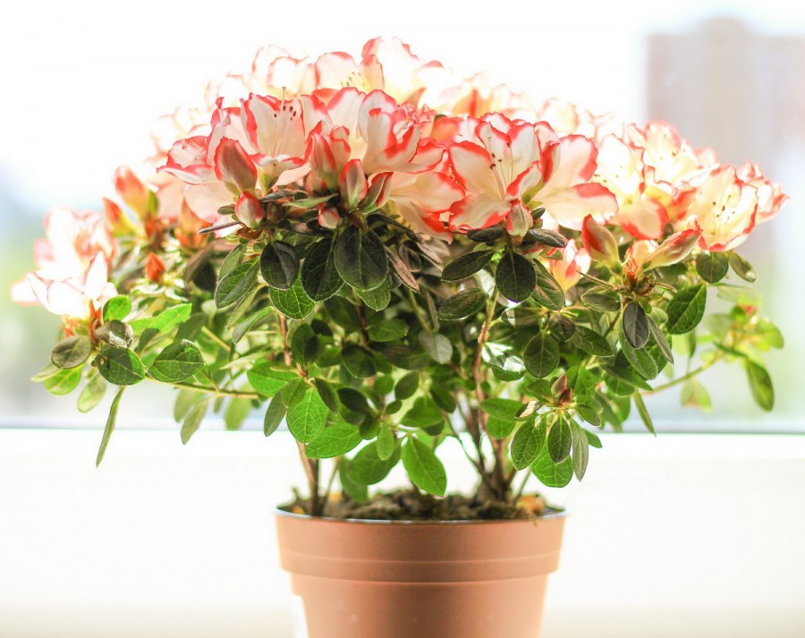 Азалия комнатная Родина растения