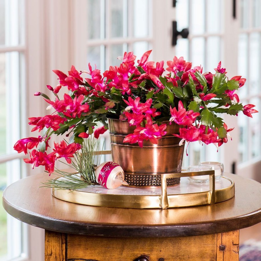 Красивые комнатные растения