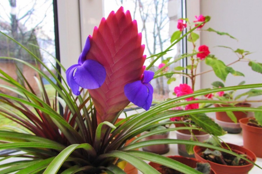 Гузмания красная в кашпо