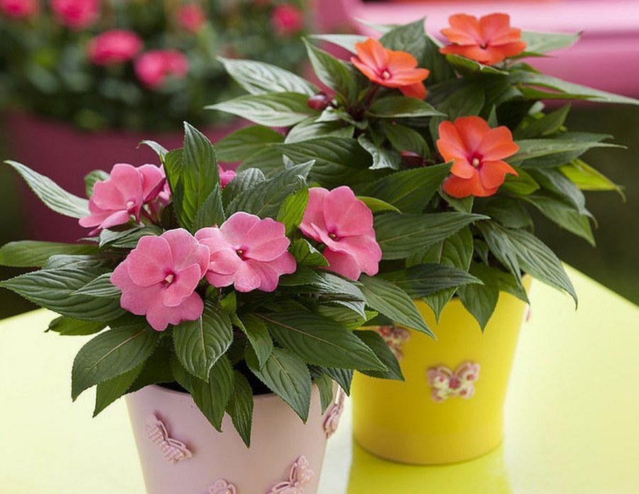 Бальзамин новогвинейский