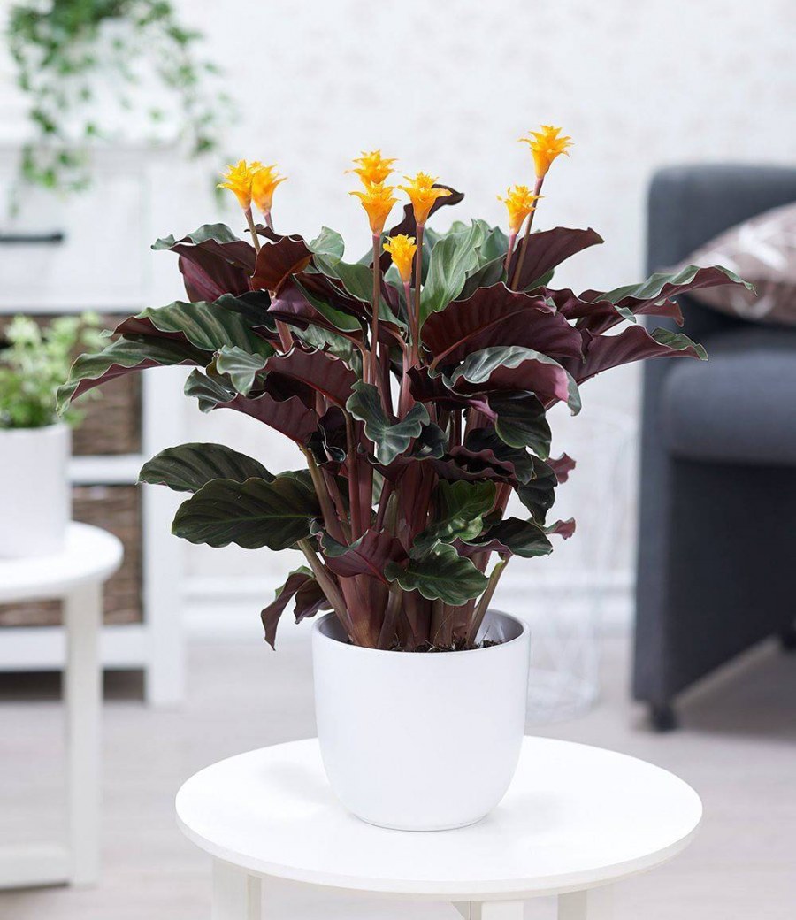 Калатея шафранная кроката