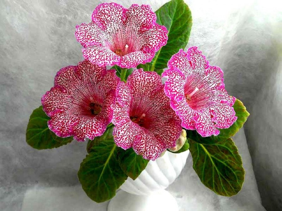 Глоксиния Королевская