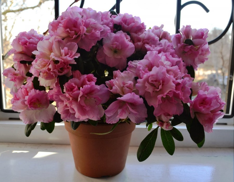 Гиппеаструм амариллис