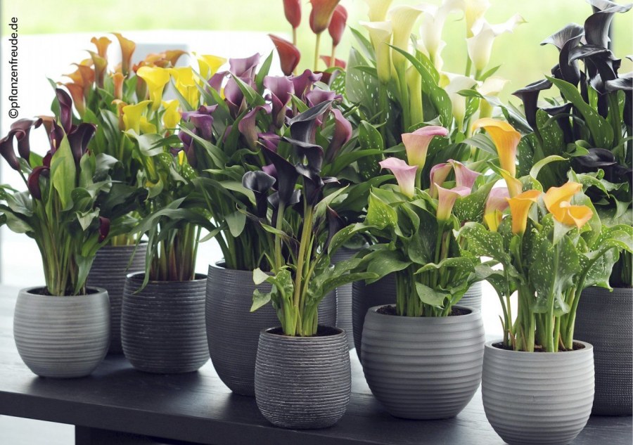 Комнатная Калла Зантедеския