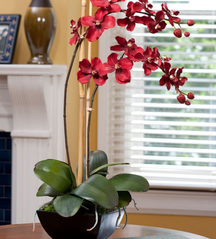 Растение Горшечное фаленопсис