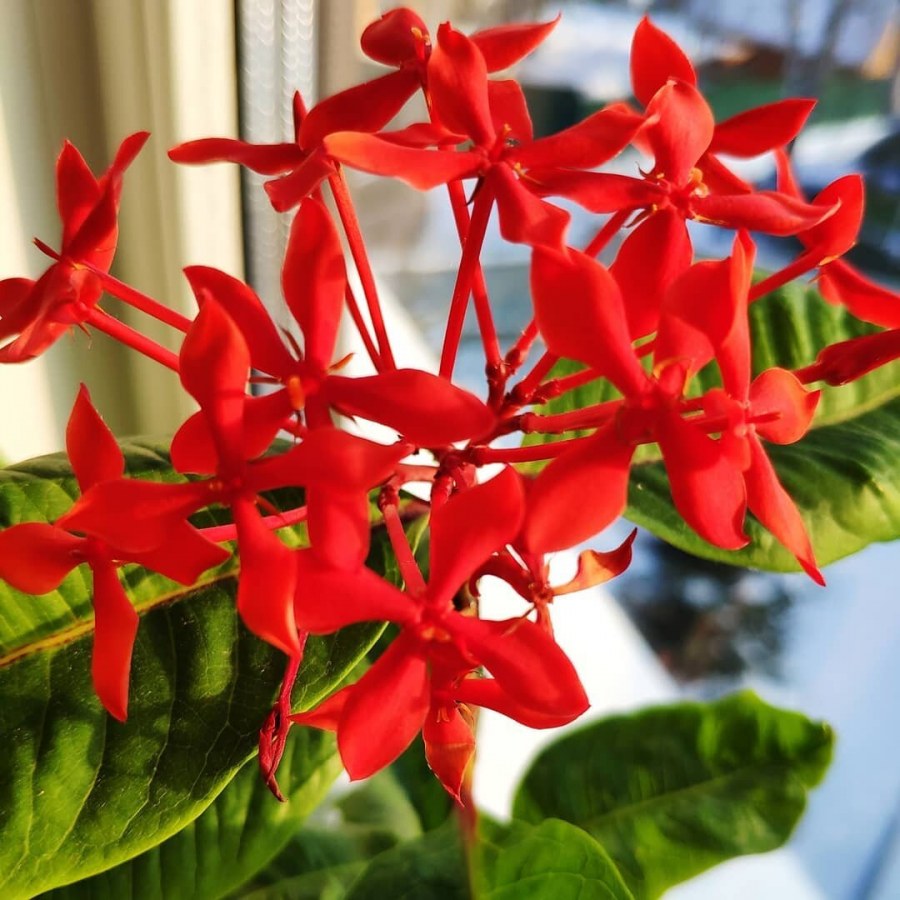 Калатея бородатая