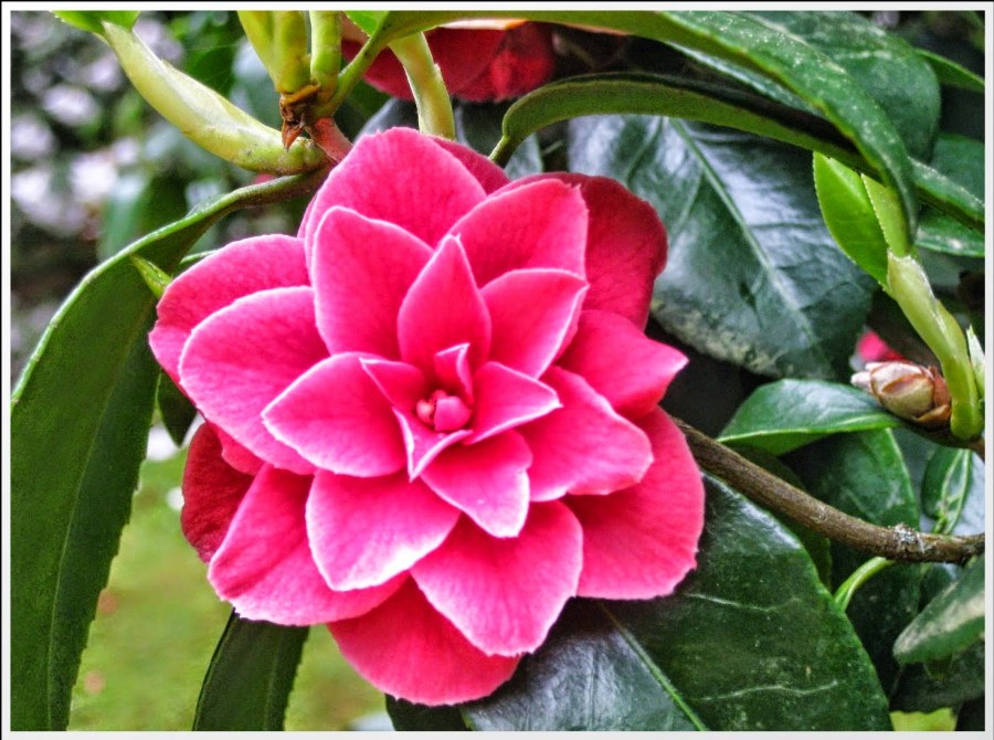 Антуриум экзота