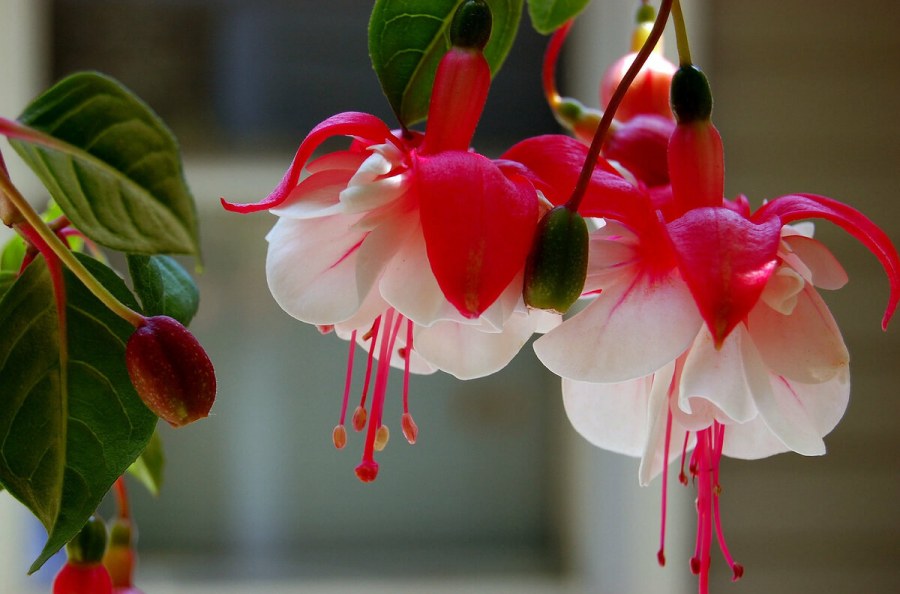 Иксора мелколистная Роксана