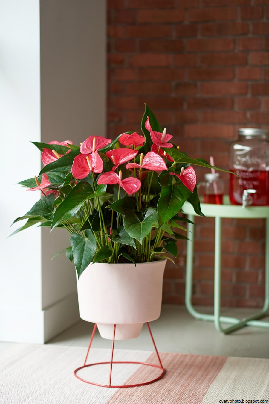 Lechuza Classico LS 21