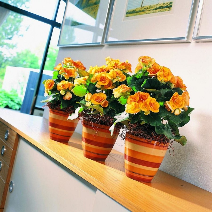 Зигокактус декабрист