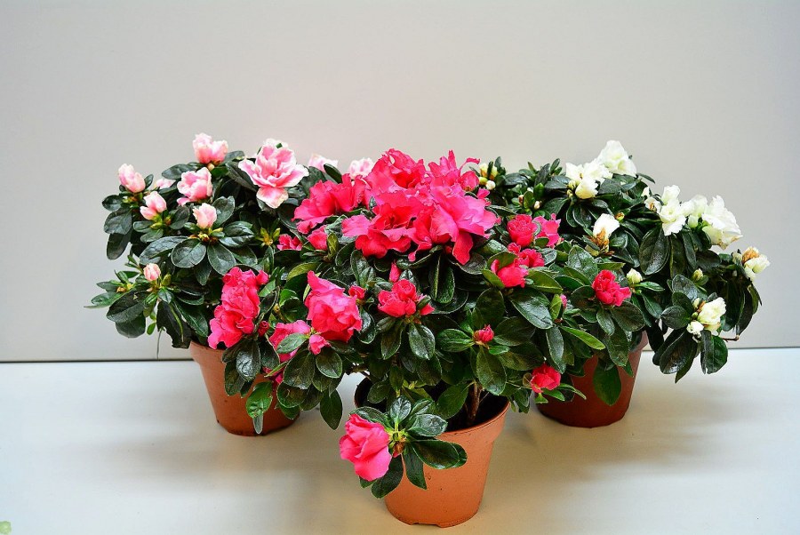 Цветок. Гиппеаструм