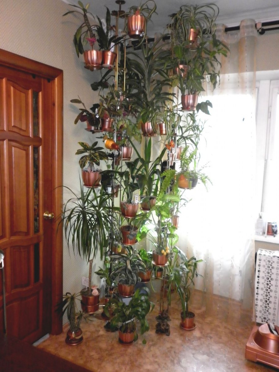 Обустраиваем зеленый уголок: 5 пар комнатных растений, которые хорошо смотрятся рядом | витамин-п-байкальский.рф